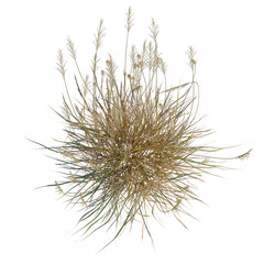 Calamagrostis acutiflora tree plan, top view, cutout, transparent background, isolate, Beautiful scenic landscape with lush green meadow and majestic mountains, nature view