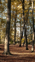 Autumnal Colours and playing with light on a country walk, Gibside, County Durham, November 2025