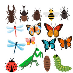 Flat Insect Collection Illustration Set