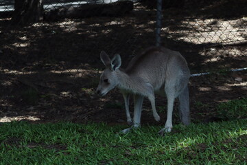 kangaroo in the zoo