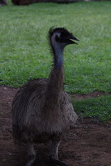 emu in the zoo