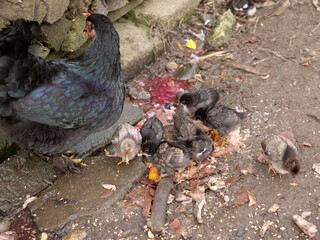 Adult chickens and chicks in agricultural conditions. Poultry farming.