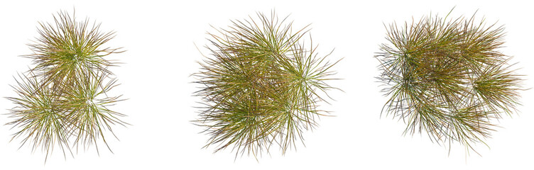Anemanthele lessoniana tree plan, top view, cutout, transparent background, isolate, Lush green...
