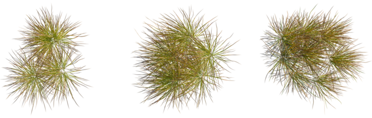 Anemanthele lessoniana tree plan, top view, cutout, transparent background, isolate, Lush green meadow with tall grasses, vibrant landscape, summer vibes, nature's beauty, peaceful scenery