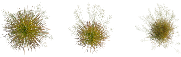 Anemanthele lessoniana tree plan, top view, cutout, transparent background, isolate, Lush green field of tall grass, scenic landscape, rural beauty, summer vegetation, vibrant nature