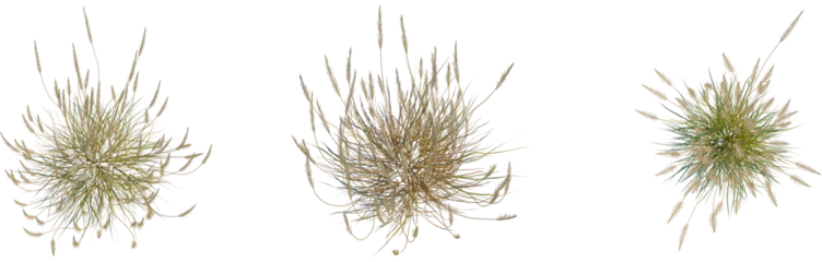Calamagrostis acutiflora tree plan, top view, cutout, transparent background, isolate, Beautiful landscape view of snow covered mountains and winter forest, scenic view
