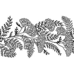 Yarrow Branch with Flowers and Leaves Outline Horizontal Seamless Pattern. Vector isolated for design or decoration. © cuttlefish84