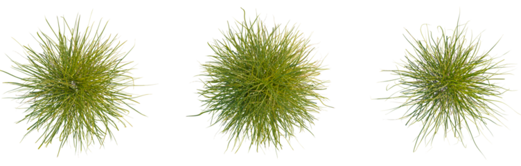 Carex elata tree plan, top view, cutout, transparent background, isolate, Lush green grass field, vibrant summer meadow, fresh spring landscape, idyllic rural scenery