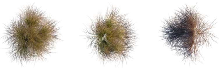 Carex testacea tree plan, top view, cutout, transparent background, isolate, Golden hour landscape, rolling hills, farmland, rural view, scenic countryside, tranquil atmosphere