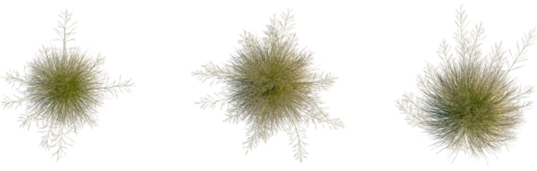 Deschampsia cespitosa tree plan, top view, cutout, transparent background, isolate, Lush green forest landscape, vibrant nature scene, peaceful woodland, serene wilderness, tranquil forest view