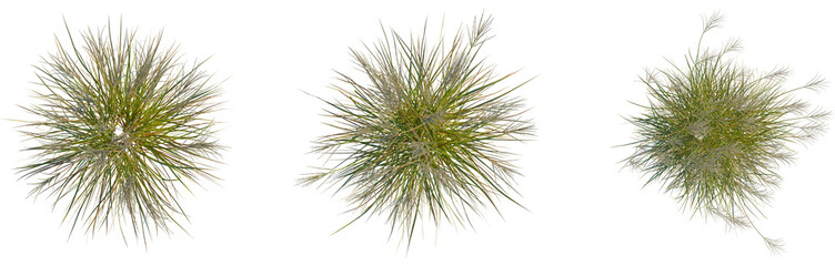 Obraz premium Miscanthus nepalensis tree plan, top view, cutout, transparent background, isolate, Serene mountain lake reflecting snow-capped peaks, peaceful landscape, scenic beauty, alpine scenery