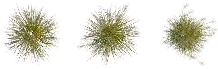 Miscanthus nepalensis tree plan, top view, cutout, transparent background, isolate, Serene mountain lake reflecting snow-capped peaks, peaceful landscape, scenic beauty, alpine scenery