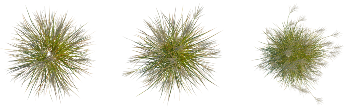 Miscanthus nepalensis tree plan, top view, cutout, transparent background, isolate, Serene mountain lake reflecting snow-capped peaks, peaceful landscape, scenic beauty, alpine scenery - Powered by Adobe