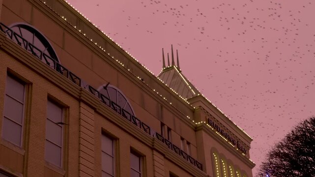 Flock of birds soars across a dusk sky above an illuminated building, creating a serene and dynamic urban scene