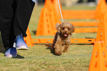 アジリティ体験で、ハードルを飛び越えるトイ・プードル