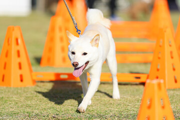 アジリティ体験でハードルを飛び越える白い犬