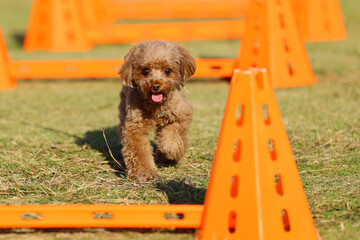 アジリティ体験で、ハードルを飛び越えるトイ・プードル