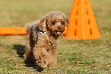 アジリティ体験でハードルを飛び越えるトイ・プードル
