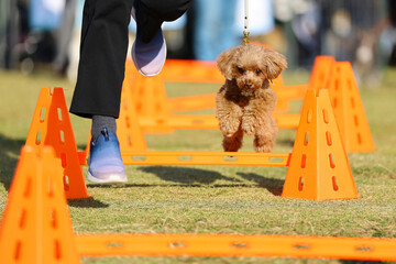 アジリティ体験でハードルを飛び越えるトイ・プードル