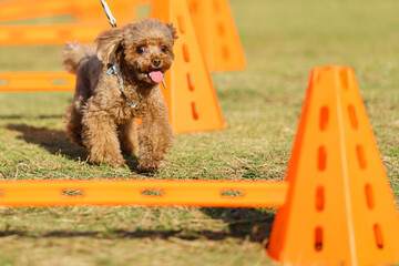 アジリティ体験でハードルを飛び越えるトイ・プードル