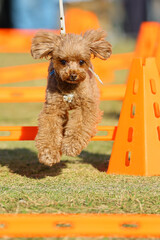 アジリティ体験でハードルを飛び越えるトイ・プードル