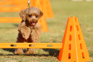 アジリティ体験でハードルを飛び越えるトイ・プードル