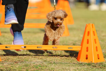 アジリティ体験でハードルを飛び越えるトイ・プードル
