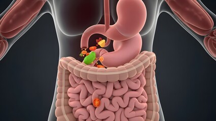Detailed Illustration of Human Digestive System and Intestines.