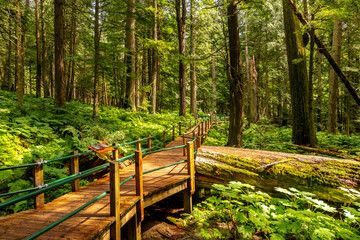 Wooden boardwalk winding through lush hemlock grove in canadian rockies © unai