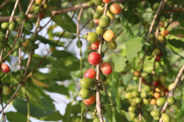coffee bean on tree in nursery