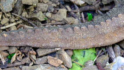 Closeup of tuatara endemic reptile spiny back spine and skin in Zealandia, Wellington New Zealand Aotearoa