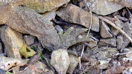 Closeup of tuatara endemic reptile sharp claws in Zealandia, Wellington New Zealand Aotearoa