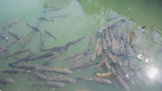 Fish farming in Japan. It was raised in a pond and fed the pellets to grow faster