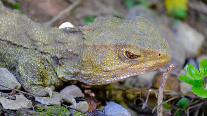 Naklejka premium Closeup side profile of tuatara reptile with hazel red eye and olive skin on forest floor in Zealandia, Wellington New Zealand Aotearoa
