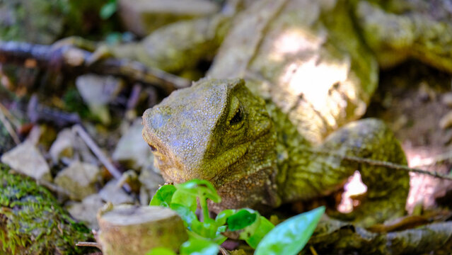 Front on view of large tuatara endemic reptile in forest environment in Zealandia, Wellington New Zealand Aotearoa
