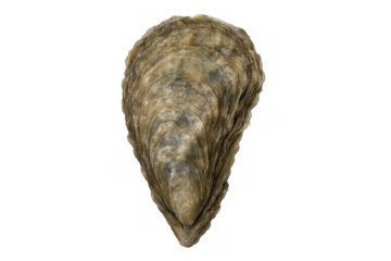 Raw oyster shell showing natural texture on a transparent background, seafood ingredient for gourmet cuisine