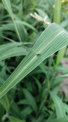 Black small ant on green leave