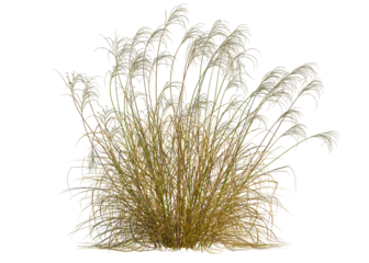 Miscanthus nepalensis tree, front view, cutout, transparent background, isolate, Autumnal leaves on forest floor, golden hues, nature's beauty, tranquil scene, fall foliage
