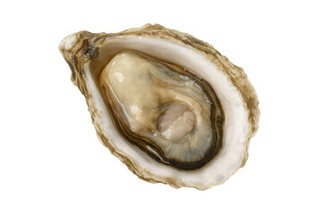 Fresh raw oyster on the half shell, a delicious premium seafood delicacy. Appetizer food rich in nutrients, transparent background