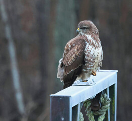 The common buzzard is carefully observing its surroundings.