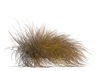 Carex testacea tree, front view, cutout, transparent background, isolate, Close-up of dried autumn leaves texture, vibrant colors, beautiful fall foliage, rustic background