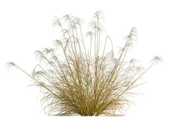 Miscanthus nepalensis tree, front view, cutout, transparent background, isolate, A cheerful golden retriever puppy playing with a ball in a green field, playful canine