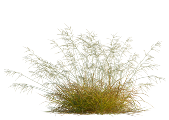 Anemanthele lessoniana tree, front view, cutout, transparent background, isolate, Lush green meadow landscape, vibrant summer field, nature background, scenic view, idyllic rural scene
