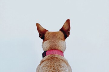 Curious dog with pink collar looking away against white background