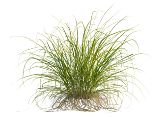 Carex elata tree, front view, cutout, transparent background, isolate, Lush green meadow landscape, vibrant nature, idyllic countryside, scenic beauty, tranquil and peaceful