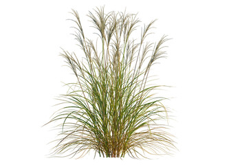 Miscanthus nepalensis tree, front view, cutout, transparent background, isolate, Golden wheat field in the sunset, agricultural landscape, rural scene, summer harvest