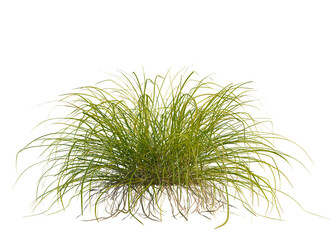 Carex elata tree, front view, cutout, transparent background, isolate, Close-up of green moss covering a tree trunk, vibrant natural texture, forest floor details