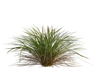 Molinia caerulea tree, front view, cutout, transparent background, isolate, Lush green meadow, vibrant pasture, natural landscape, summer field, rural scene, beautiful scenery