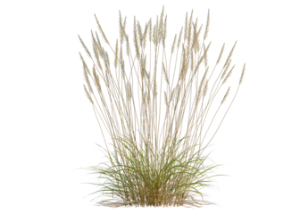 Calamagrostis acutiflora tree, front view, cutout, transparent background, isolate, A young woman looking out over a meadow at sunset, peaceful scenery, golden hour