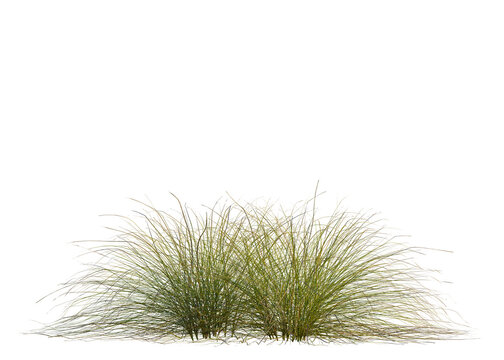 Deschampsia cespitosa tree, front view, cutout, transparent background, isolate, Lush green meadow field landscape, vibrant summer grass, scenic rural countryside view